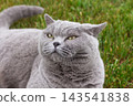 Close-up portrait of a grey British Shorthair cat lying on green grass outdoors 143541838