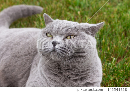 Close-up portrait of a grey British Shorthair cat lying on green grass outdoors 143541838