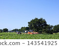 Sweet potato field 143541925