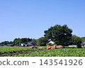 Sweet potato field 143541926