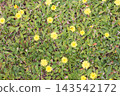 Top down view of yellow mouse-ear hawkweed flowers blooming in a dense green lawn 143542172