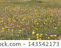 Wide meadow full of small blooming yellow hawkweed wildflowers under soft daylight 143542173