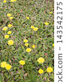 Yellow pilosella hawkweed wildflowers growing thickly over a grassy field groundcover 143542175