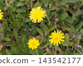 Macro view of three vibrant yellow mouse-ear hawkweed blossoms among green foliage 143542177