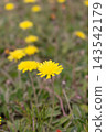 Close up of a single yellow hawkweed flower on a thin stem in a green field 143542179