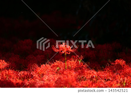 Higanbana1223624 143542521