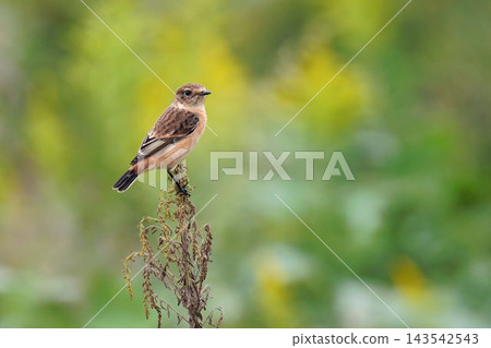 A stonechat perched on an autumn wildflower. A stonechat perched on an autumn wildflower. 143542543