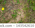 Blue chemical pest control granules scattered near an anthill on sandy soil with weeds 143542610