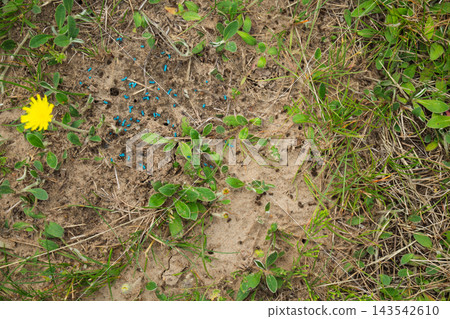 Blue chemical pest control granules scattered near an anthill on sandy soil with weeds 143542610