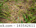 Insecticide granules applied to an anthill nesting site in backyard garden soil 143542611