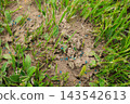 Blue chemical powder and bait distributed on a small mound of dirt to control garden pests 143542613