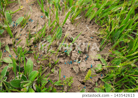 Blue chemical powder and bait distributed on a small mound of dirt to control garden pests Blue chemical powder and bait distributed on a small mound of dirt to control garden pests 143542613