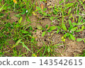 Top down view of small anthill openings and pests moving in a patch of dirt and green grass 143542615