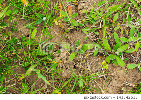 Top down view of small anthill openings and pests moving in a patch of dirt and green grass 143542615