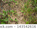 Close up of blue insecticide bait pellets placed around a wild ant colony in the grass 143542616