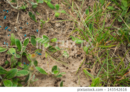 Close up of blue insecticide bait pellets placed around a wild ant colony in the grass 143542616
