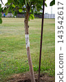Young fruit tree trunk wrapped with sticky tape trap to prevent crawling insects and ants 143542617