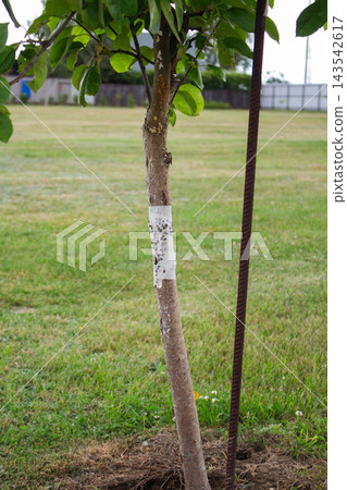 Young fruit tree trunk wrapped with sticky tape trap to prevent crawling insects and ants 143542617