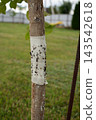 Close up of a sticky barrier tape on a tree trunk filled with caught pest insects and ants 143542618