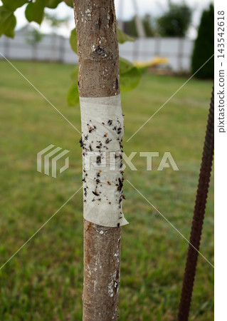 Close up of a sticky barrier tape on a tree trunk filled with caught pest insects and ants Close up of a sticky barrier tape on a tree trunk filled with caught pest insects and ants 143542618