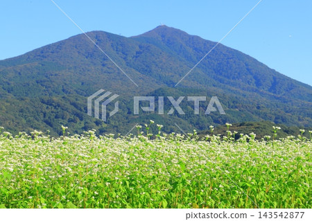 這是一個位於筑波山腳下,四周環繞著蕎麥田的肥沃村莊。 這是一個位於筑波山腳下,四周環繞著蕎麥田的肥沃村莊。 143542877