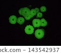 Bioluminescent mushrooms, Hachijojima Island, Tokyo 143542937