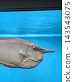 登別海洋公園的海洋魚類「獨角魚」 NIX 143543075