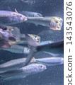 一群沙丁魚正在覓食 143543076