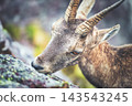 Ibex eats lichens on the rock Ibex eats lichens on the rock 143543245