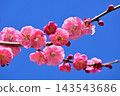 在藍天的桃紅色李子開花 143543686