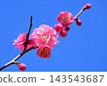 在藍天的桃紅色李子開花 143543687