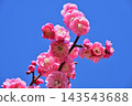在藍天的桃紅色李子開花 143543688