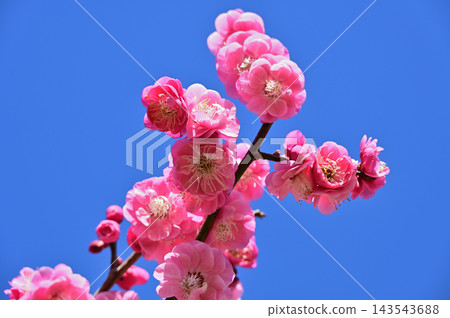 在藍天的桃紅色李子開花 在藍天的桃紅色李子開花 143543688