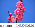 在藍天的桃紅色李子開花 143543689