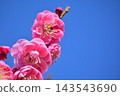 在藍天的桃紅色李子開花 143543690