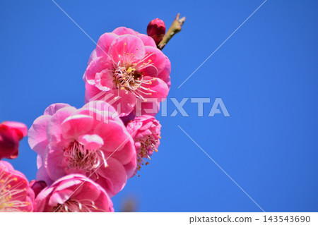 在藍天的桃紅色李子開花 在藍天的桃紅色李子開花 143543690