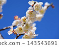 白梅花在藍天中閃耀 143543691