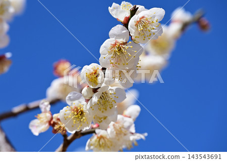 白梅花在藍天中閃耀 143543691