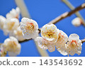 白梅花在藍天中閃耀 143543692