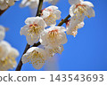 白梅花在藍天中閃耀 143543693