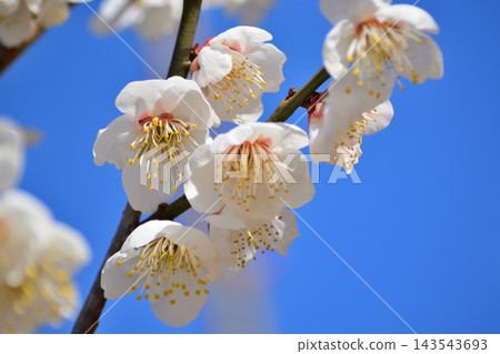 白梅花在藍天中閃耀 143543693