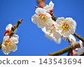 白梅花在藍天中閃耀 143543694