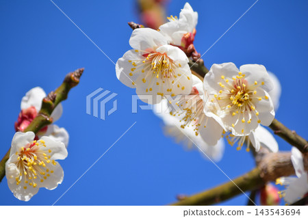 白梅花在藍天中閃耀 白梅花在藍天中閃耀 143543694