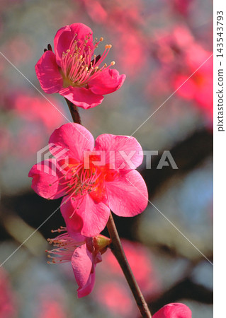 梅花(紅色交錯) 梅花(紅色交錯) 143543793