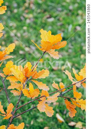 olden Oak Leaves on Tree Branches with Blurred Green Grass Background in Park During Fall Foliage 143543860