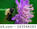 A closeup of a bumblebee on a flower with dew drops 143544283