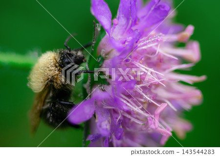 A closeup of a bumblebee on a flower with dew drops A closeup of a bumblebee on a flower with dew drops 143544283