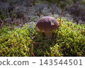 A porcini mushroom in the forest, in the rays of the sun 143544501