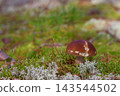 A small edible mushroom in a pine forest 143544502