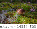 The boletus mushroom in the sunny forest 143544503